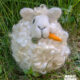 Sheep_Carrot_face_outside
